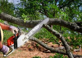 Best Tree Risk Assessment  in Richfield, WI